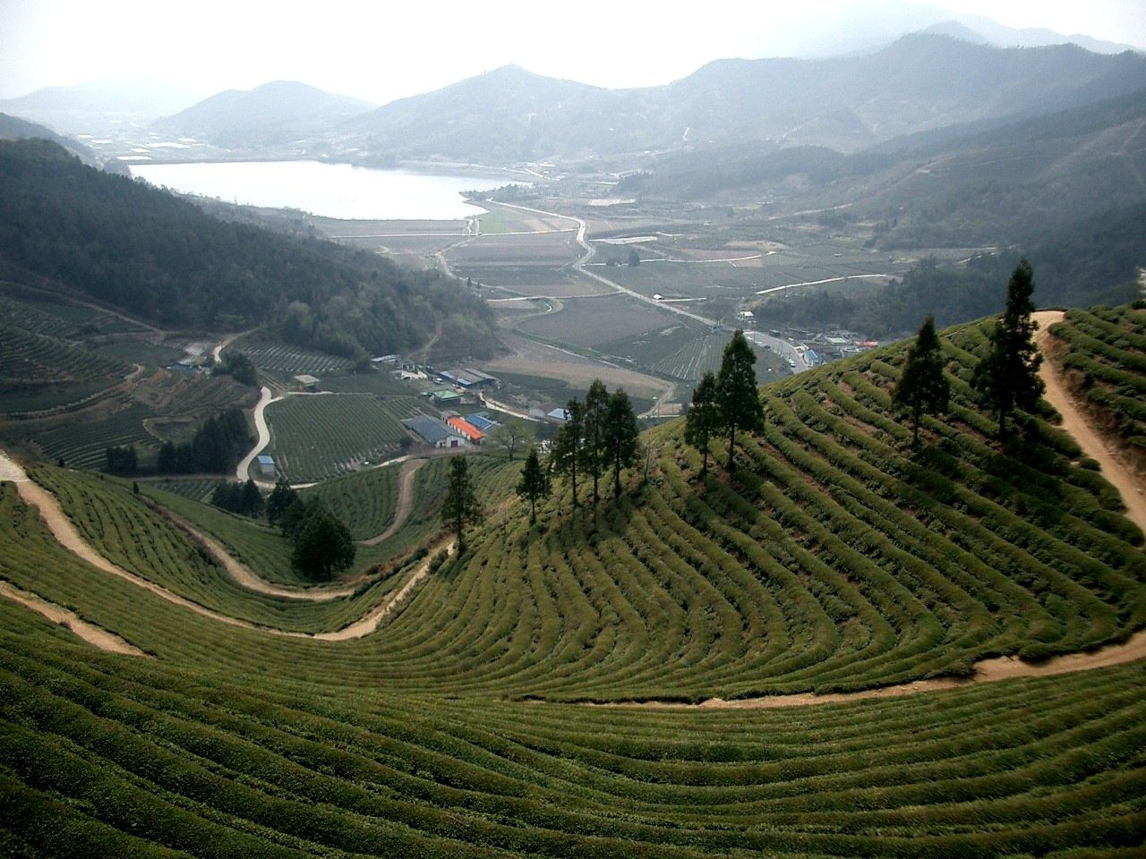 Terraced green tea fields at Boseong