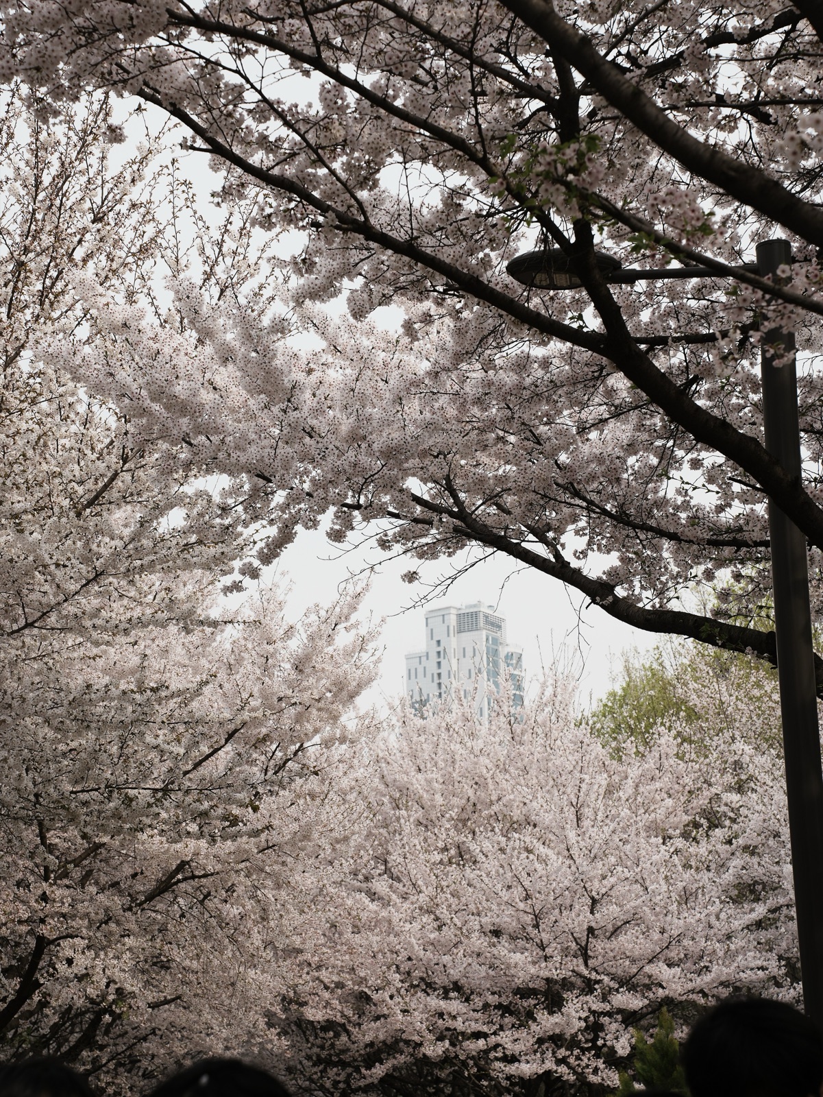 Cherry trees in full white bloom arch over a path in Seoul Forest park, with an apartment tower in the distance