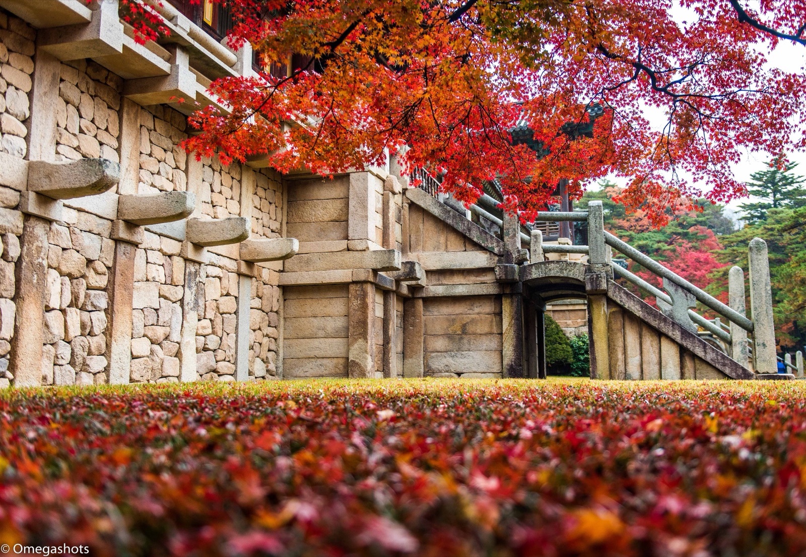 Red maple leaves carpet the lawn in front of the stone terraces and staircases of Bulguksa Temple in Gyeongju in autumn